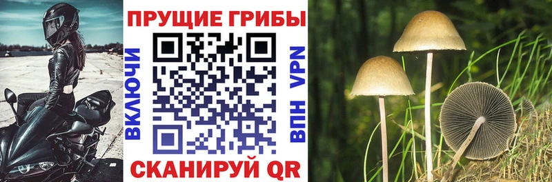 Галлюциногенные грибы Psilocybine cubensis  MEGA   Саяногорск  наркота 