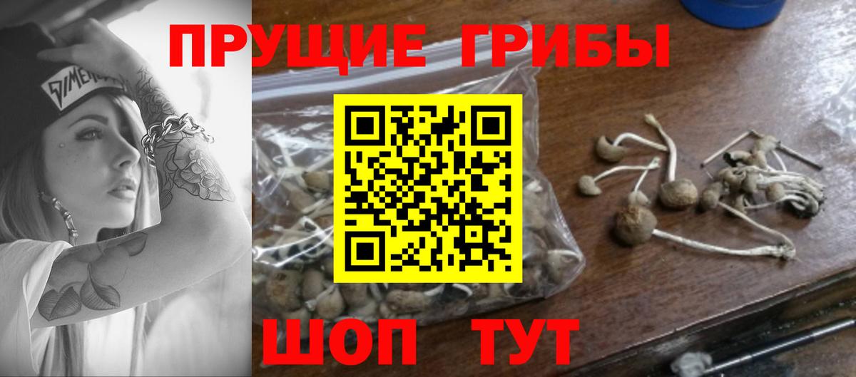 Псилоцибиновые грибы Psilocybine cubensis  Вход с VPN  Саяногорск  Псилоцибиновые грибы Magic Shrooms 